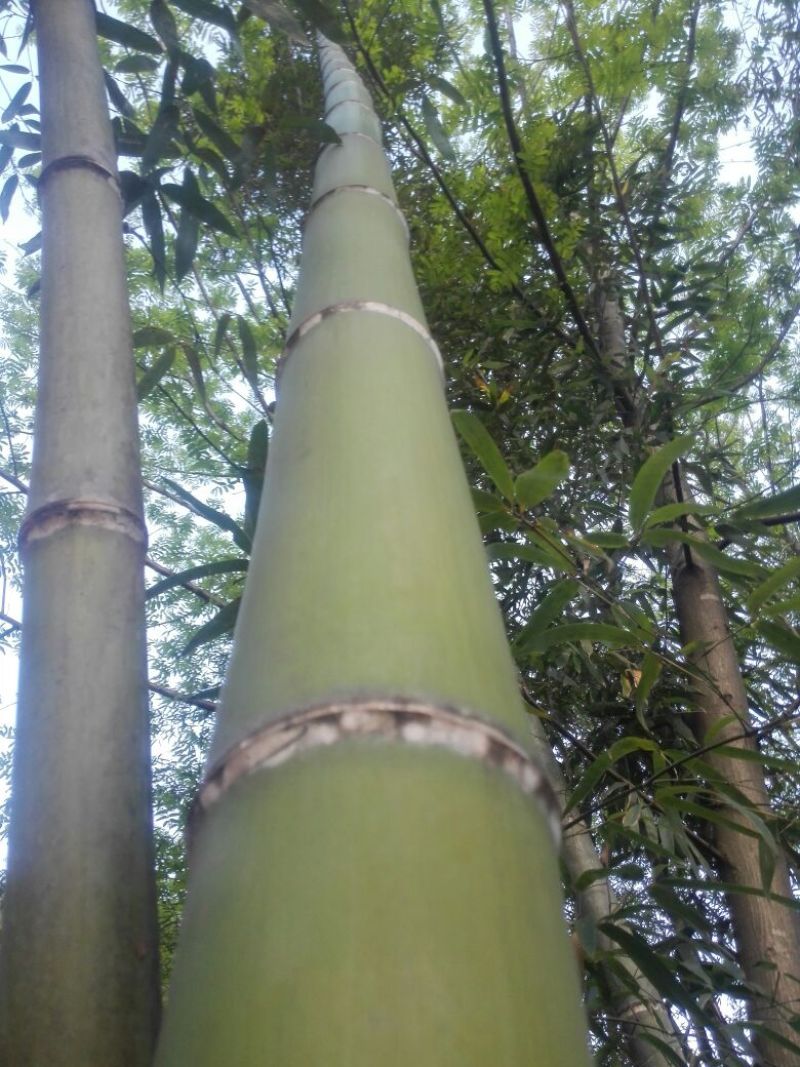 斑竹12~13m