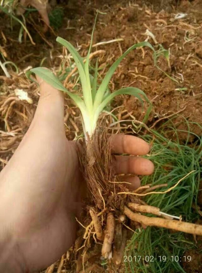 黄花菜种苗10~20cm