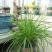 黄花菜种苗10~20cm