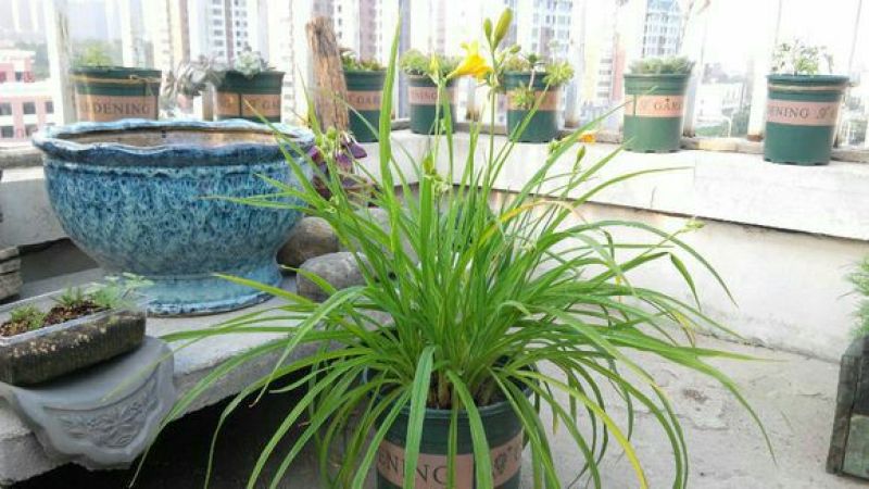 黄花菜种苗10~20cm