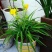 黄花菜种苗10~20cm