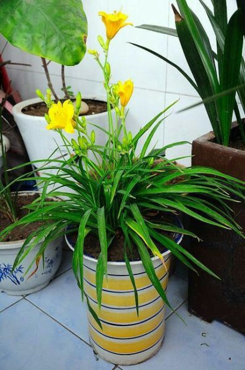 黄花菜种苗10~20cm