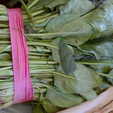 菠菜加工厂市场超市各种规格都有，