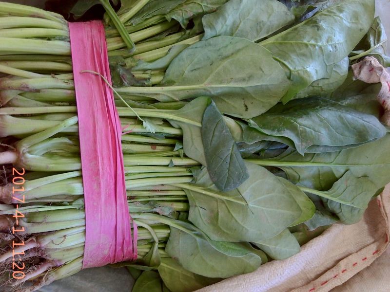 菠菜加工厂市场超市各种规格都有，
