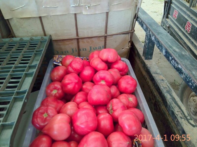 西红柿工厂食堂商超市场**