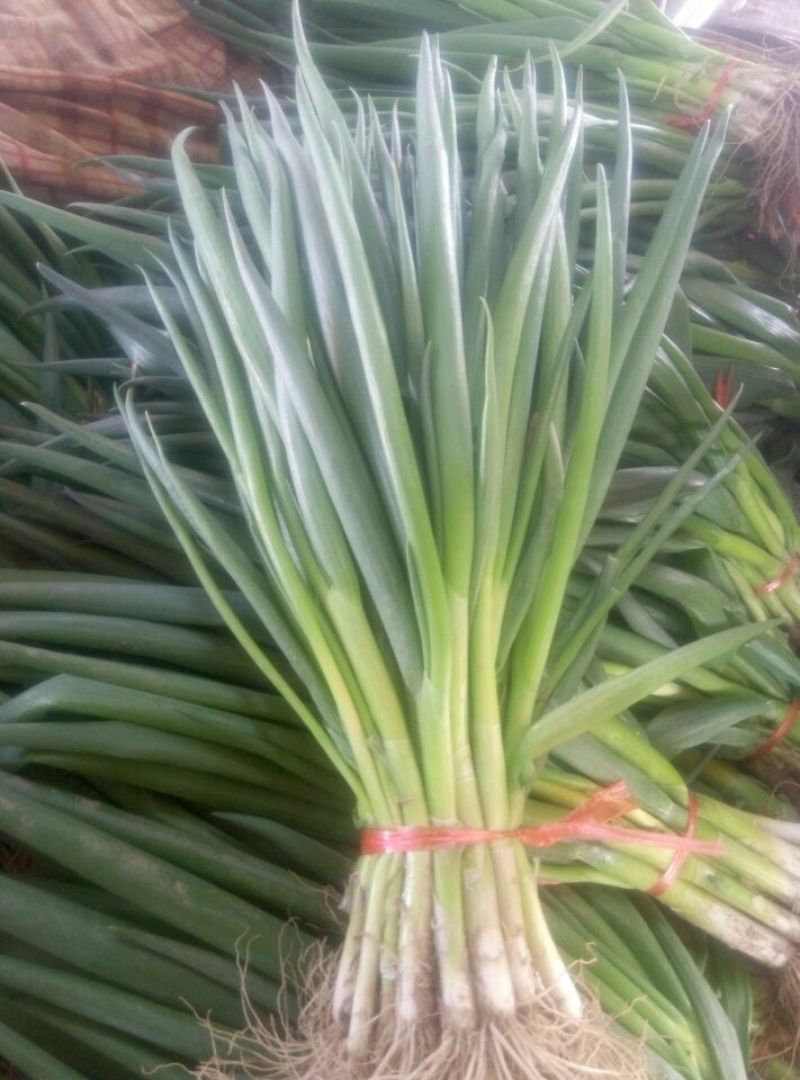 香葱小葱25~30cm