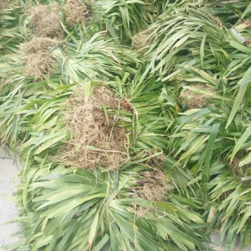 鸢尾不含盆