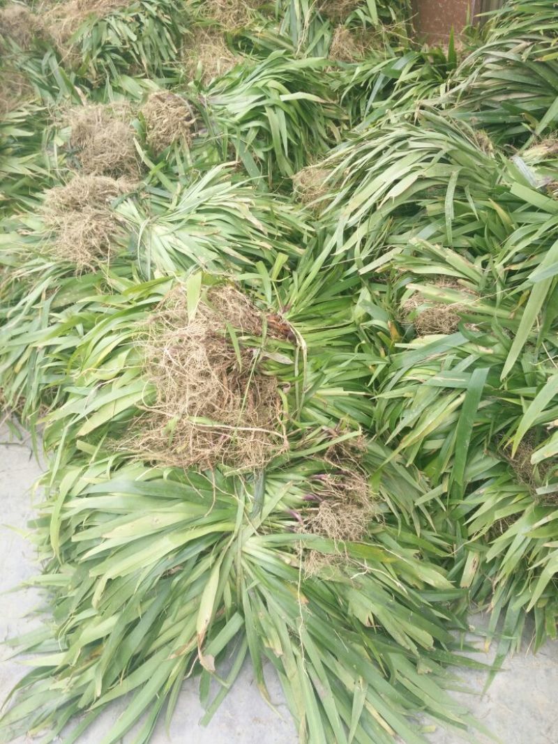 鸢尾不含盆