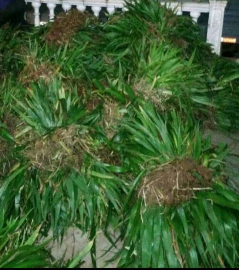 鸢尾不含盆