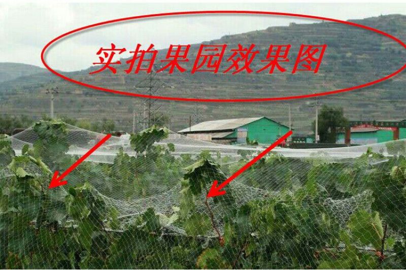 防鸟网聚乙烯果园鱼塘专用