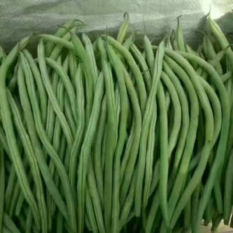 【架豆王豆角】辽宁四季豆精品豆角产地直发货源充足