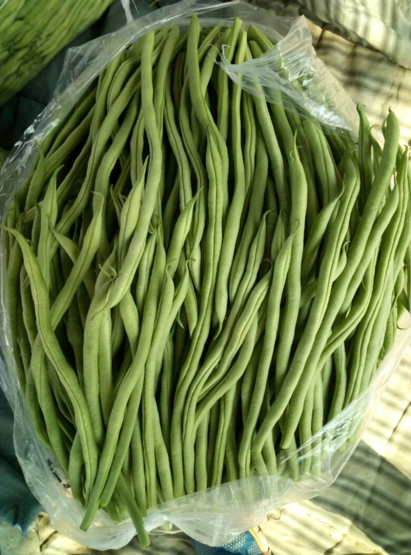 【架豆王豆角】辽宁四季豆精品豆角产地直发货源充足