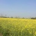 菜籽1