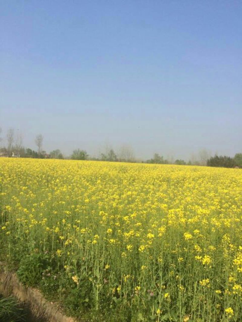 菜籽1