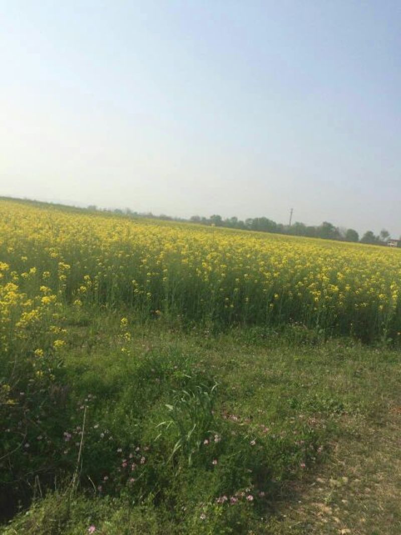 菜籽1