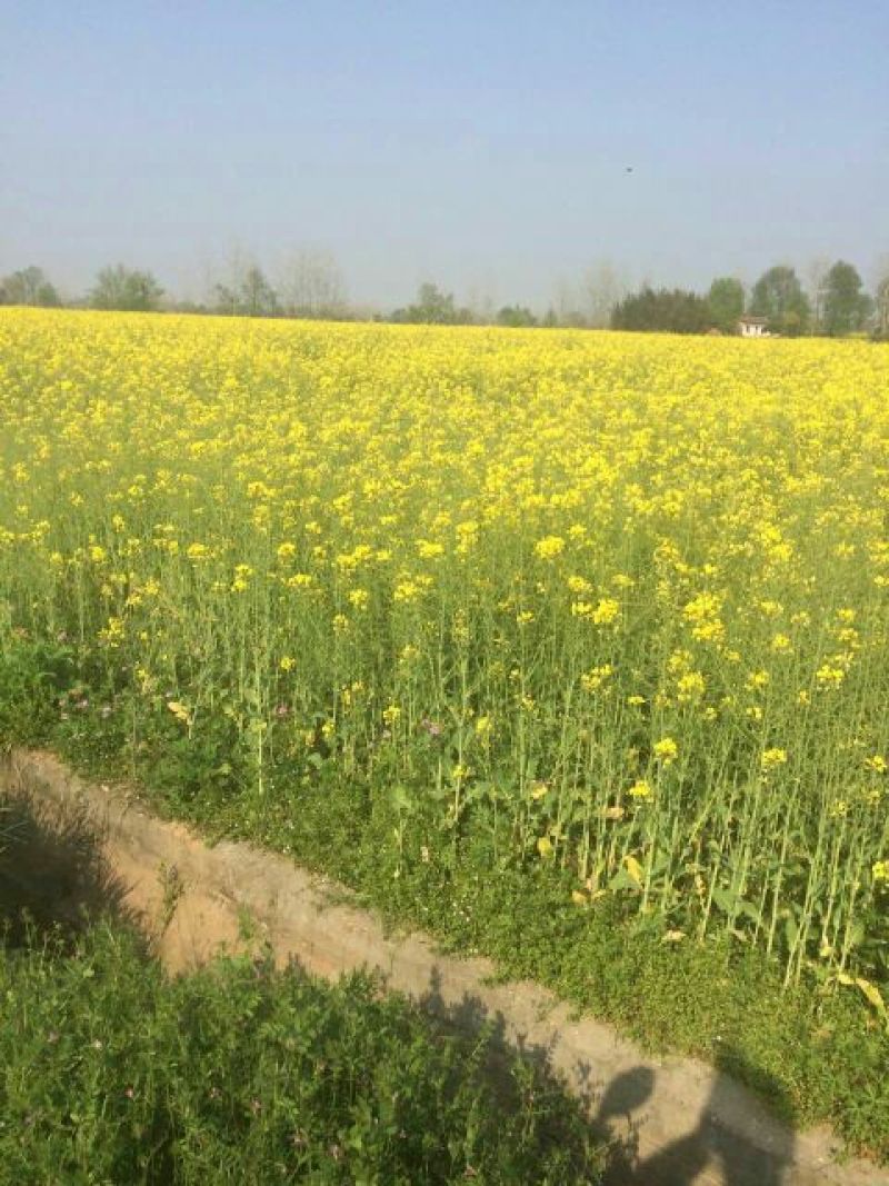 菜籽1