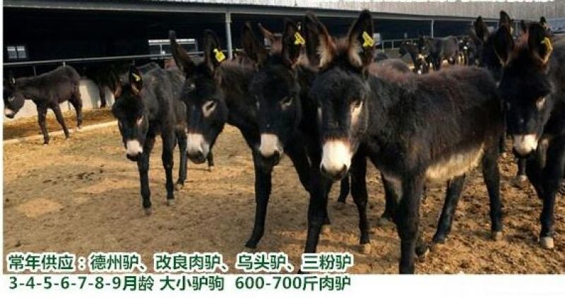 肉驴200~400斤