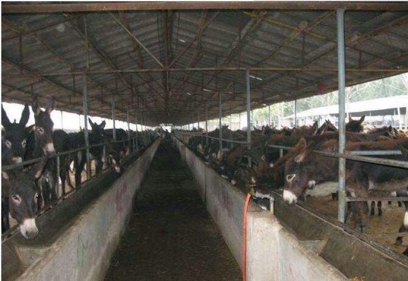 肉驴200~400斤