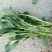 越冬菠菜菠菜30~35厘米