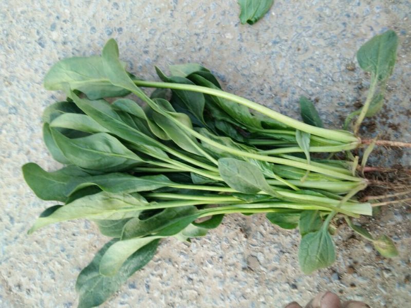 越冬菠菜菠菜30~35厘米
