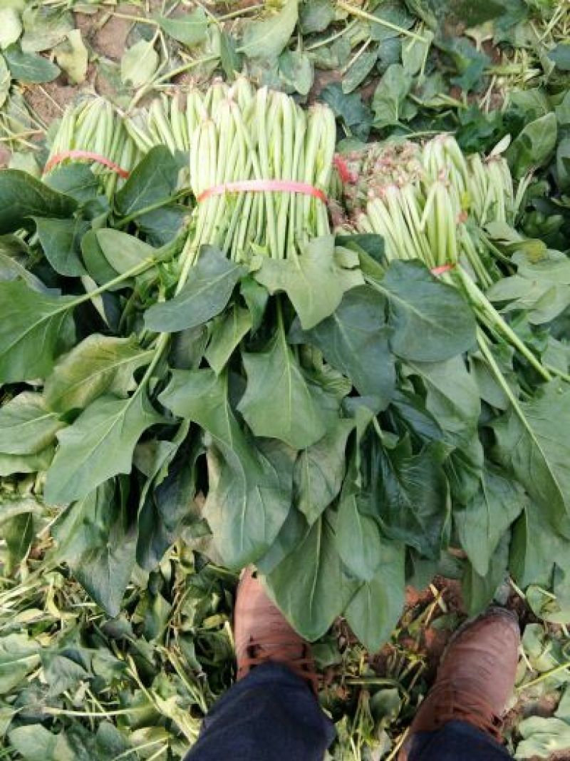 越冬菠菜菠菜30~35厘米
