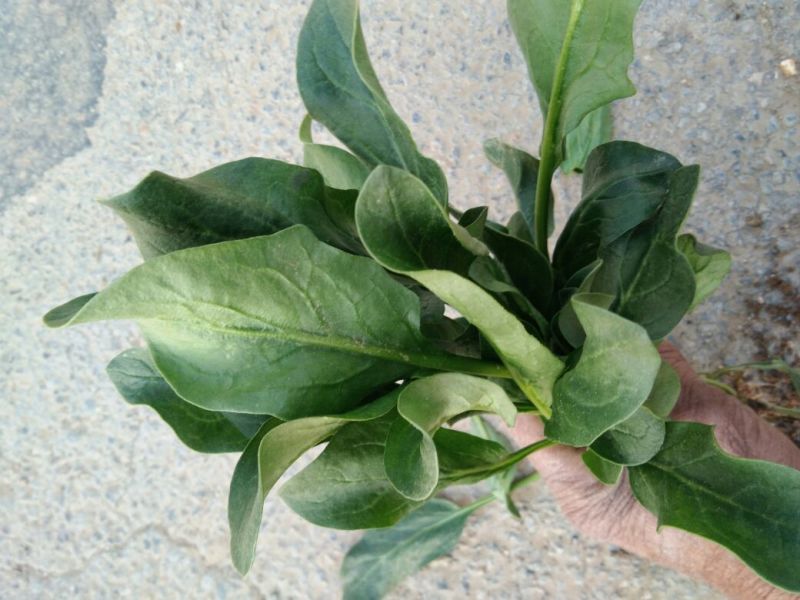 越冬菠菜菠菜30~35厘米
