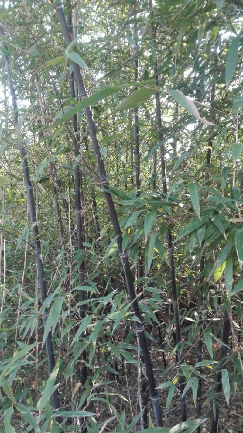 紫竹3~4m