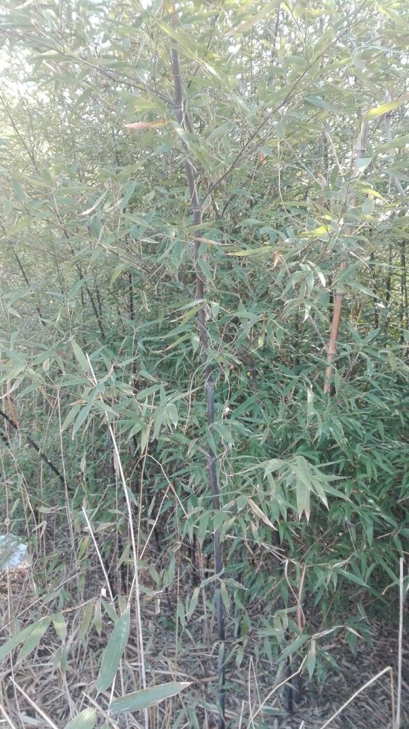 紫竹3~4m