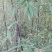 紫竹3~4m