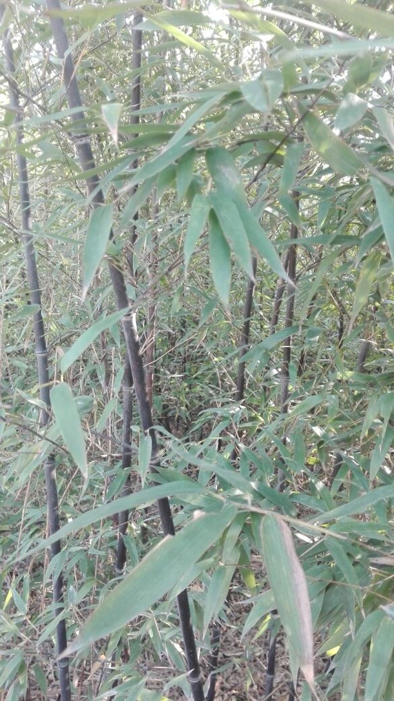 紫竹3~4m