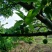 早李20~25mm