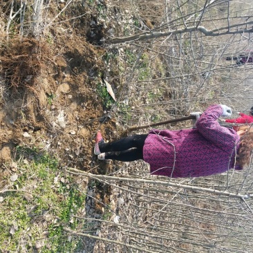 苹果树苗规格齐全品种多河南周口苹果苗成活率高