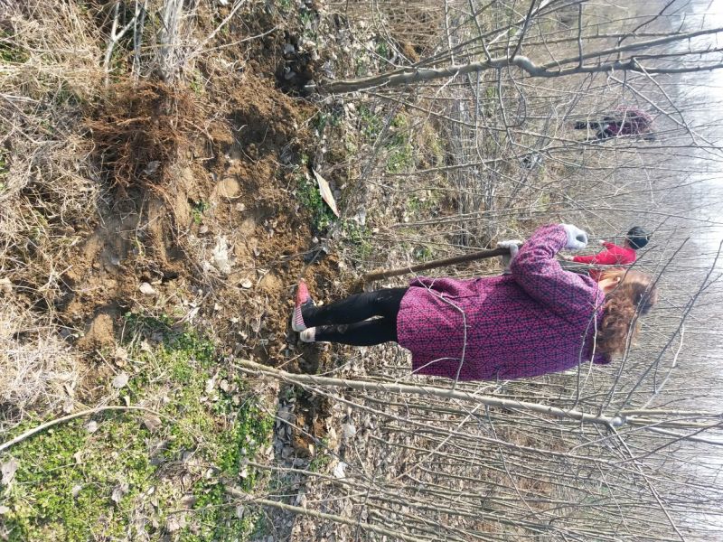 苹果树苗规格齐全品种多河南周口苹果苗成活率高