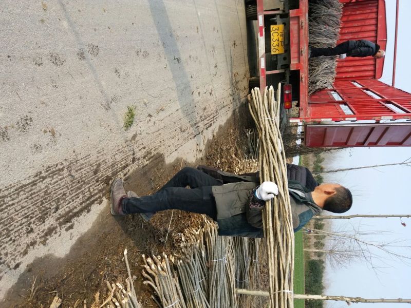 杨树种条无絮杨树苗种条段107速生杨树苗种条