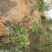 大叶女贞规格齐全河南周口女贞基地处理中