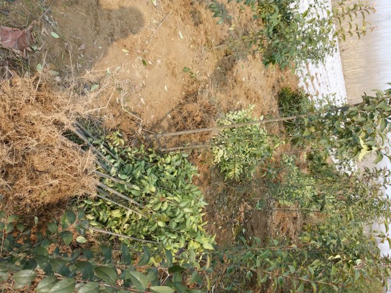 大叶女贞规格齐全河南周口女贞基地处理中