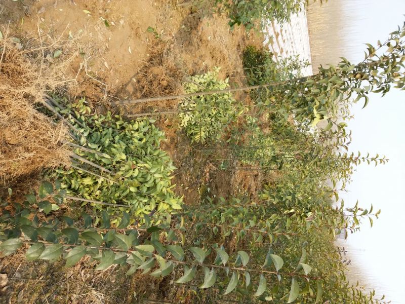 大叶女贞规格齐全河南周口女贞基地处理中