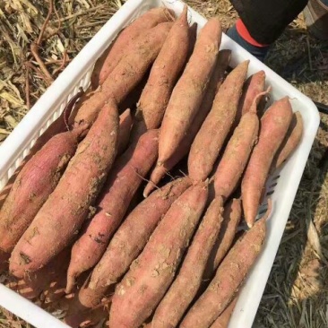 秦薯9号原种高产红薯苗地瓜苗番薯苗大基地品质保证