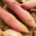 秦薯9号原种高产红薯苗地瓜苗番薯苗大基地品质保证