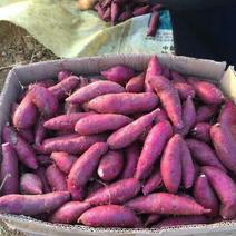 紫薯苗板栗紫薯苗原种高产新品种原种苗品质保证