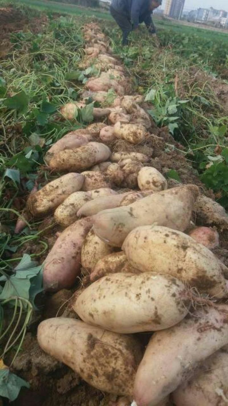 原种秦薯8号原种优质良种红薯苗香蕉红薯高品质产品好