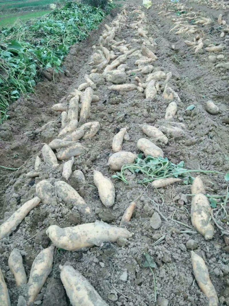 原种秦薯8号原种优质良种红薯苗香蕉红薯高品质产品好