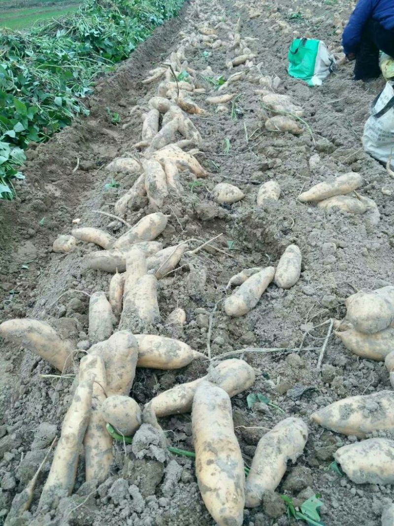原种秦薯8号原种优质良种红薯苗香蕉红薯高品质产品好