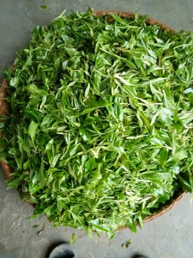 百年大树茶特级