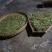 百年大树茶特级