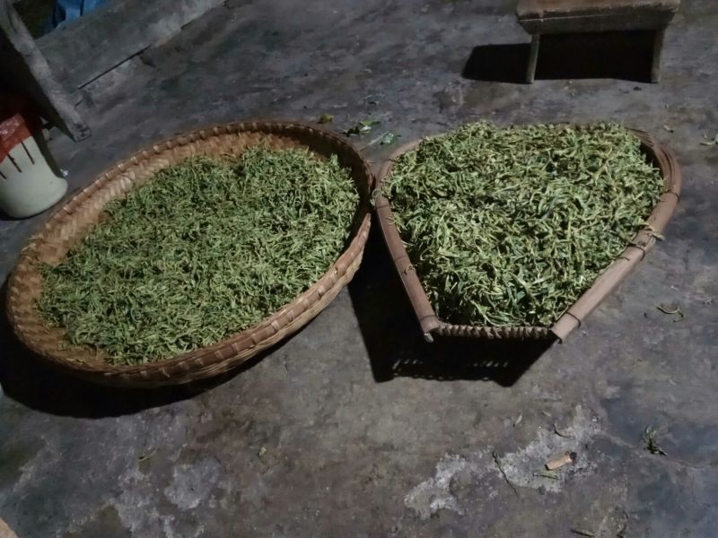 百年大树茶特级