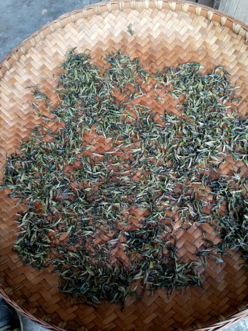 百年大树茶特级