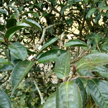 百年大树茶特级
