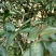 百年大树茶特级