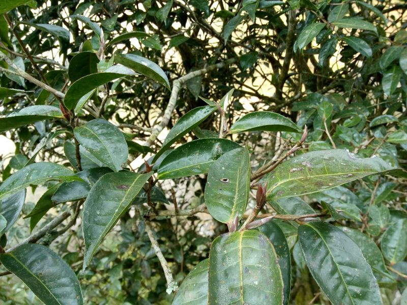 百年大树茶特级